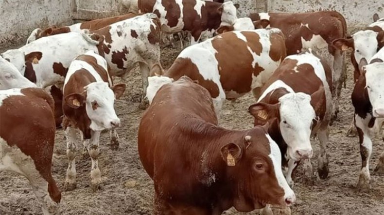 الجزائر “تجمد” استيراد العجول الإسبانية