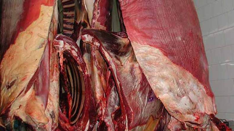 حجز طنيْن من اللحوم الفاسدة بتقرت