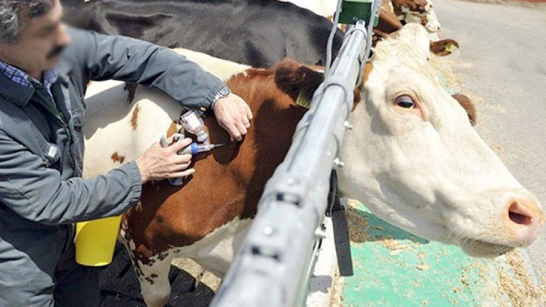 الشروع في تلقيح آلاف المواشي ضد الحمى القلاعية هذا الإثنين