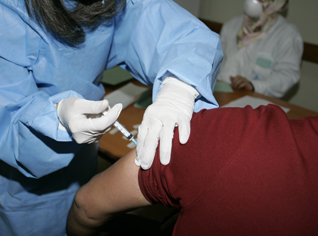 Grippe porcine : la vaccination  a démarré