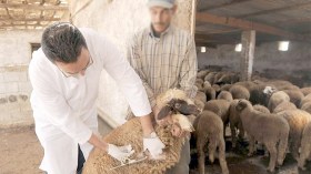 بوعزقي: استلام 8 ملايين وحدة لقاح لطاعون المجترات نهاية فيفري