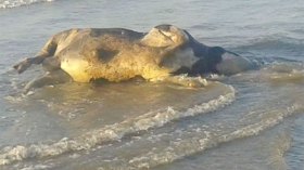 الإشتباه في تخلص مستوردين من أبقار نافقة بساحل وهران