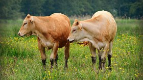 سرقة 19 بقرة بغابة تيزي اوجعبوب بالبويرة