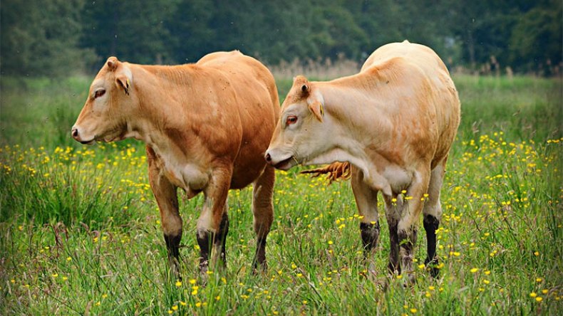 سرقة 19 بقرة بغابة تيزي اوجعبوب بالبويرة