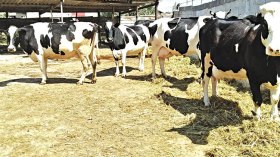 ذبح الأبقار الحلوب المستوردة!