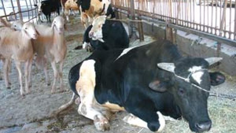 الجمعية الوطنية للبياطرة تطالب بتعجيل الفصل في قانون أخلاقيات المهنة