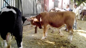 التيوس والعجول لتعويض أضاحي العيد