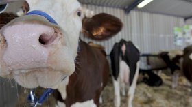 “الحمى القلاعية” ترعب الفلاحين