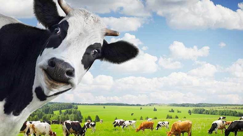 الأبقار تزيح الكباش في‮ ‬أضاحي‮ ‬عيد 2015