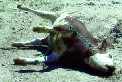 Fièvre aphteuse: la peur s’empare des habitants de l’Ouest