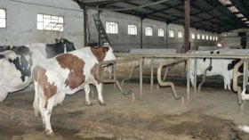 18 إصابة بداء الحمى المالطية تستنفر المواطنين والمسؤولين بقالمة