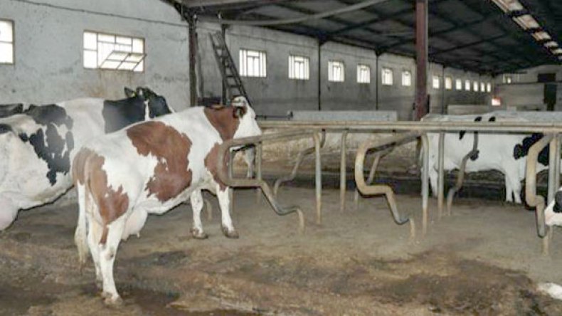 18 إصابة بداء الحمى المالطية تستنفر المواطنين والمسؤولين بقالمة