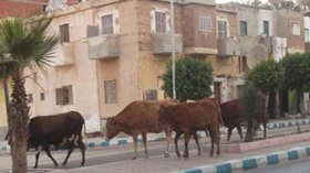 أبقار هائمة تهاجم أسرة في قرية مصرية