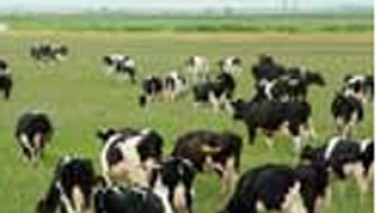 Ouverture d’enquêtes sur la disparition d’un million et demi de vaccins pour bovins