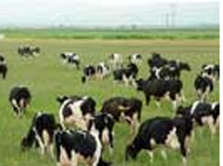 Ouverture d’enquêtes sur la disparition d’un million et demi de vaccins pour bovins