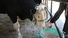 Algerian government pays peasants loans interests, cancels feeds and fertilizers taxes