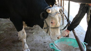 Algerian government pays peasants loans interests, cancels feeds and fertilizers taxes