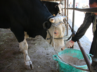 Algerian government pays peasants loans interests, cancels feeds and fertilizers taxes
