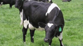 بقرة  تبيع  الحليب !