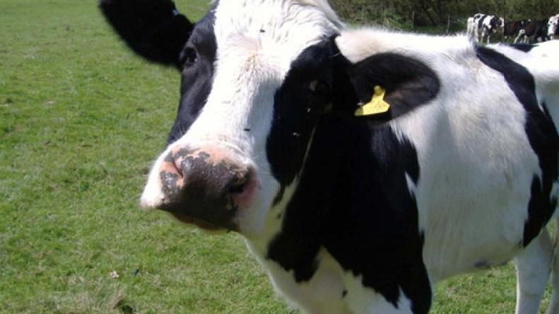 الجزائر تحتاج لـ700 ألف رأس من الأبقار الحلوب لتحقيق الاكتفاء