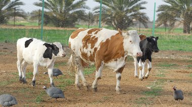 At least 15 million centimes (DA) in compensation for each foot and mouth disease affected cow