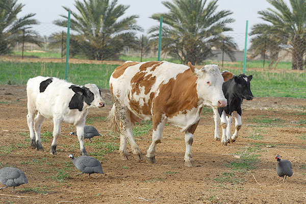 At least 15 million centimes (DA) in compensation for each foot and mouth disease affected cow