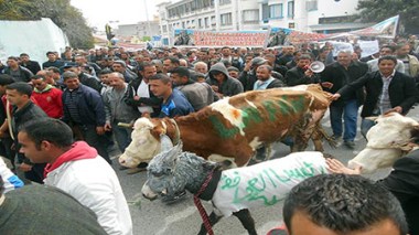 Tizi Ouzou: les fellahs manifestent au milieu de leurs bêtes