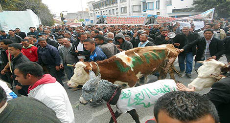 Tizi Ouzou: les fellahs manifestent au milieu de leurs bêtes