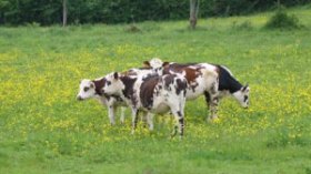 الدولة تزيد دعم الحليب الى 12 دينارا للتر لفائدة المنتجين