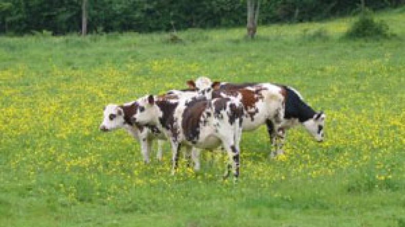 الدولة تزيد دعم الحليب الى 12 دينارا للتر لفائدة المنتجين