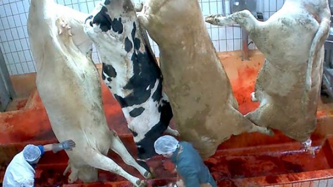 مذبحة وسط الأبقار للإفلات من الحمى القلاعية