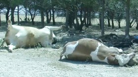 البياطرة يستعجلون وزارة الفلاحة تعويض المتضررين من الحمى القلاعية