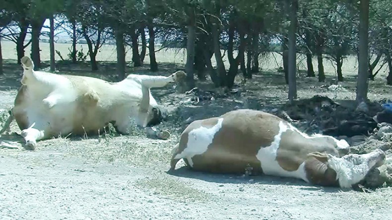 البياطرة يستعجلون وزارة الفلاحة تعويض المتضررين من الحمى القلاعية