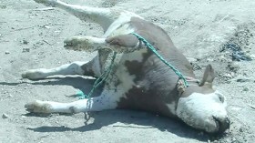 “على الفلاح تقديم شهادتين صادرتين من البيطري ليستفيد من التعويض”