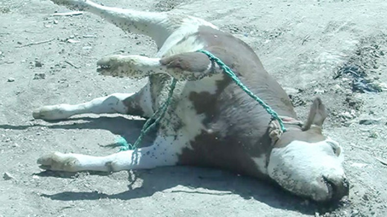 “على الفلاح تقديم شهادتين صادرتين من البيطري ليستفيد من التعويض”