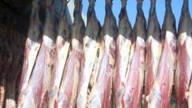 بن عيسى: “خفضّنا كمية لحوم الغنم المستوردة إلى 500 طن”