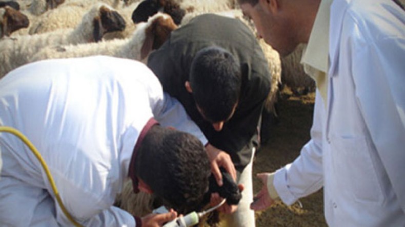 البياطرة في إضراب وطني لمدة ثلاثة أيام