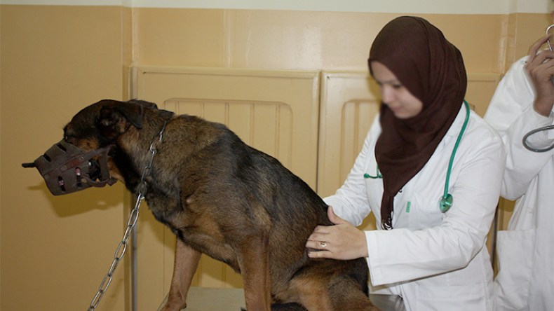 نظام وطني جديد للبياطرة يجمع 20 ألف طبيب