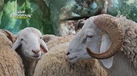الذبح غير السليم وراء اخضرار لحوم الأضاحي