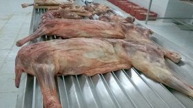 18 شهرا حبسا لعصابة بيع لحوم الحمير للمواطنين بسكيكدة