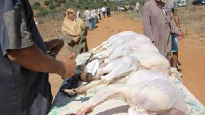 مقطع خيرة.. بورصة للحوم ومذابح وسط مستنقعات الدماء والقاذورات