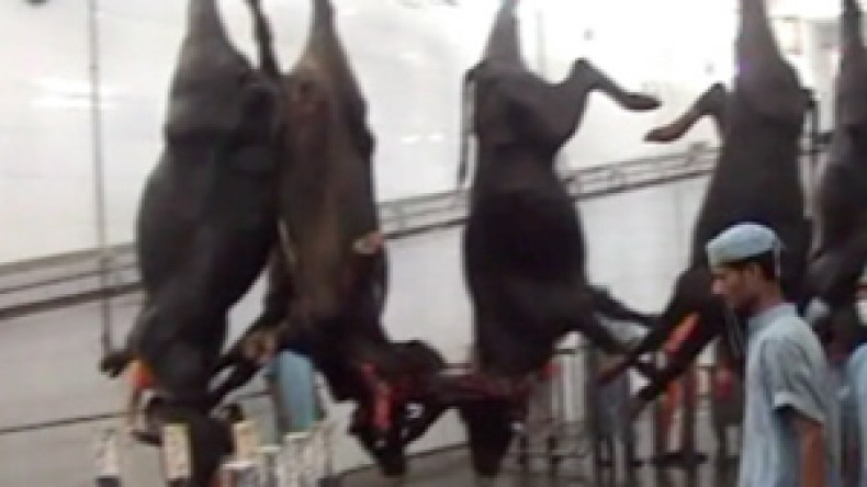 “الضجة حول اللحم الهندي تدخل صمن المنافسة غير الشريفة “