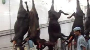 Sotracov projette d’importer 4000 tonnes de viande congelée d’Inde