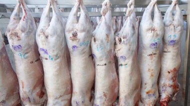 Carcass meat for Algerian and Muslim Immigrants under Paris Mosque Fatwa