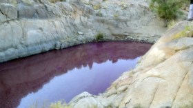 العثور على بحيرة للخمور في السعودية