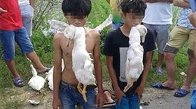 عقوبة غريبة لسارقي بط في قرية صينية