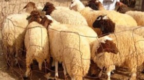 توقيف‭ ‬لصوص‭ ‬مواش‭ ‬يستخدمون‭ ‬سيارات‭ ‬رباعية‭ ‬الدفع