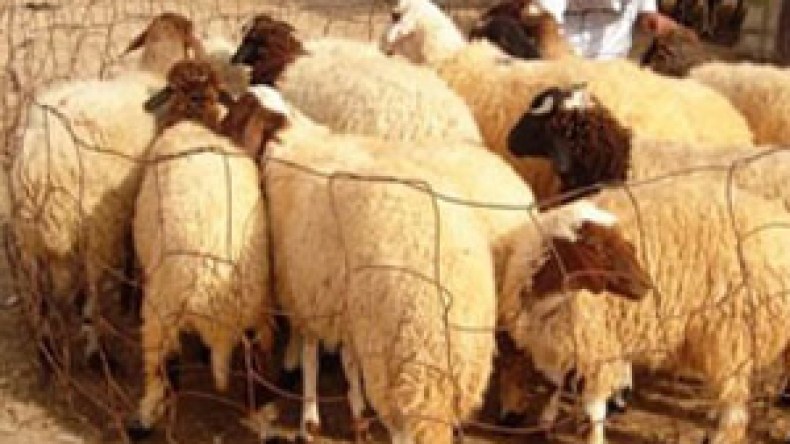 توقيف‭ ‬لصوص‭ ‬مواش‭ ‬يستخدمون‭ ‬سيارات‭ ‬رباعية‭ ‬الدفع