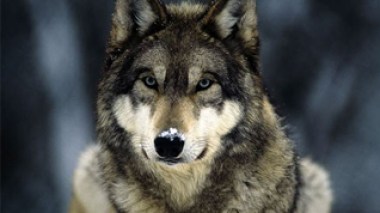 American coyote arrives to Algeria on a container