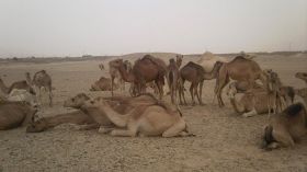 مزارع نموذجية ومراع محمية للنهوض بتربية الإبل بإيليزي